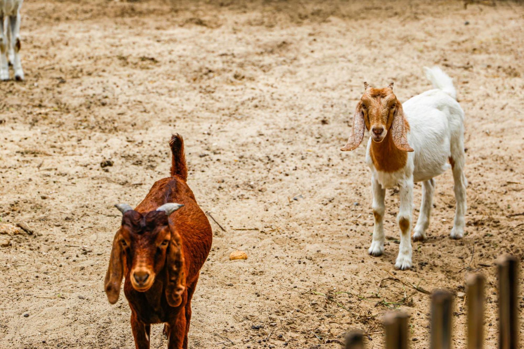 Melia Ho Tram Beach Resort Dış mekan fotoğraf Goats at the zoo