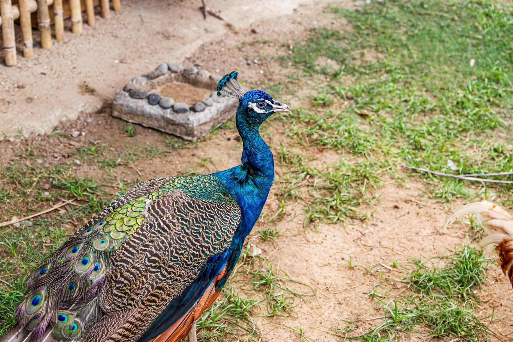 Melia Ho Tram Beach Resort Dış mekan fotoğraf Peacock